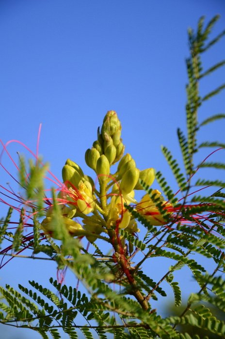 Caesalpinia gilliesi
